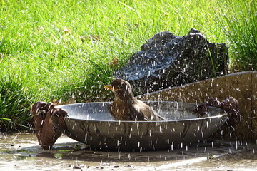 fountain in a fountain