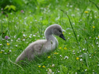 junger schwan