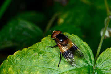 Gemeine Waldschwebfliege,  Volucella pellucens