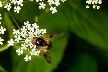 Gemeine Waldschwebfliege,  Volucella pellucens