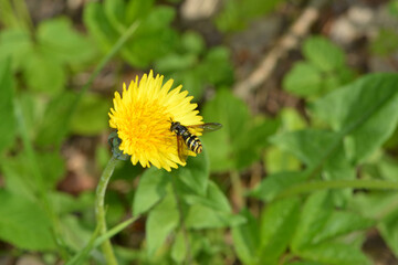 Gemeine Wespenschwebfliege, Chrysotoxum cautum