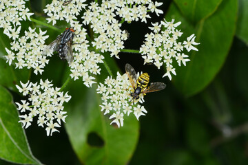 Gemeine Wespenschwebfliege, Chrysotoxum cautum