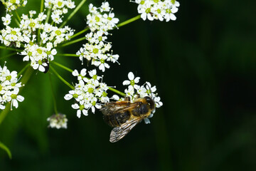 Hummel-Waldschwebfliege,  Volucella bombylans
