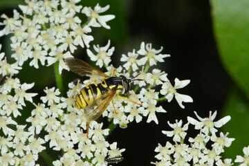 Gemeine Wespenschwebfliege, Chrysotoxum cautum