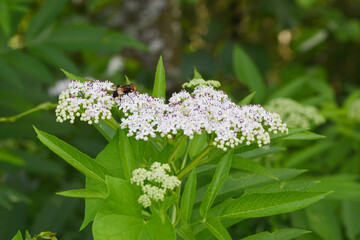 Gemeine Hummel-Schwebfliege,  Volucella pellucens