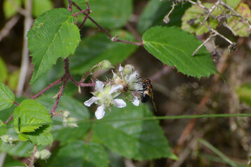 Gemeine Waldschwebfliege,  Volucella pellucens