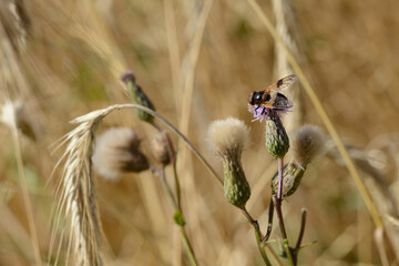 Gemeine Waldschwebfliege,  Volucella pellucens