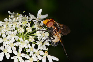 Gemeine Waldschwebfliege,  Volucella pellucens