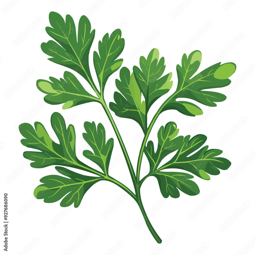 Wall mural Parsley leaf vector