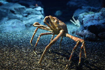 The japan spider king crab or alaska king crab at kaiyukan aquarium , Osaka ,Japaan