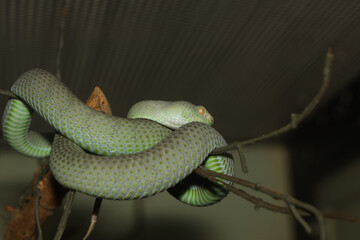 The snake (green pit viper) is rest on the stick tree
