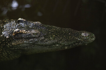 Close up salt crocodile is show head in river