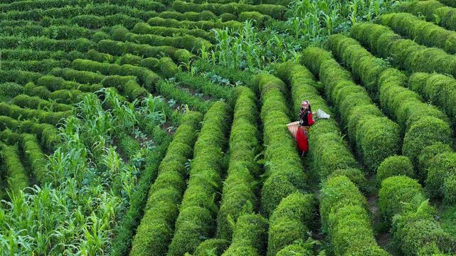 Woman Picking Tea in the Tea Garden Drone Video, Tirebolu Giresun, Turkiye (Turkey)