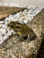 This close-up photo features a toad resting on a textured, pebble-strewn surface surrounded by small white stones