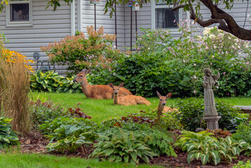 White-tailed Deer Doe And Twin Fawns In An Urban Garden In Summer In Wisconsin