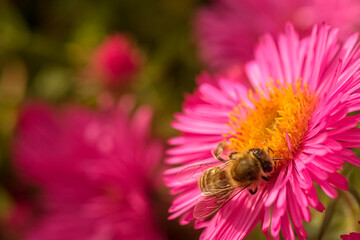 Honeybee Pollinating Pink Aster Flower. world bee day