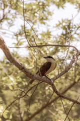 Great Kiskadee yellow bird sits on tree branch in Mexico.