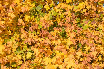 colorful orange autumn in the nature