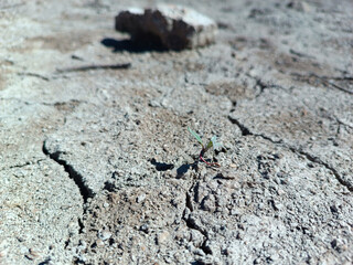 drought. a small plant on drought-cracked soil.