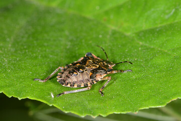 Rotbeinige Baumwanze,  Pentatoma rufipes