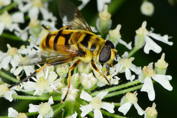 Schwebfliegen, Totenkopfschwebfliege,  Myathropa florea