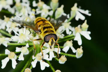 Schwebfliegen, Totenkopfschwebfliege,  Myathropa florea