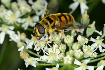 Schwebfliegen, Totenkopfschwebfliege,  Myathropa florea