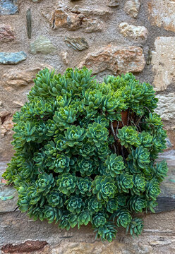 suculent plant in a pot against a stone wall