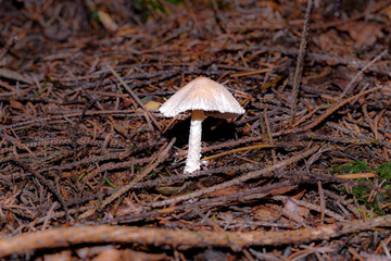 A small white mushroom in the forest among the leaves.
