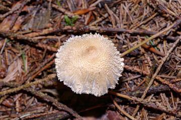 A small white mushroom in the forest among the leaves.