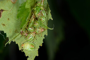Stachelwanze,  Fleckige  Brutwanze,  Elasmucha grisea