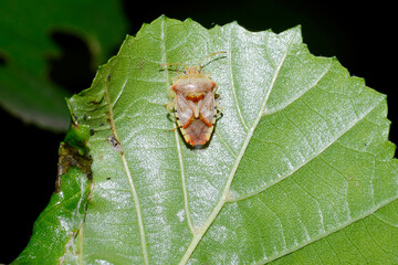 Fleckige  Brutwanze,  Elasmucha grisea