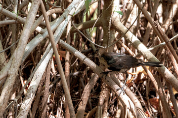 Great tailed Grackle bird sits on palm tree plant branch leaf palapa roof nature Mexico.