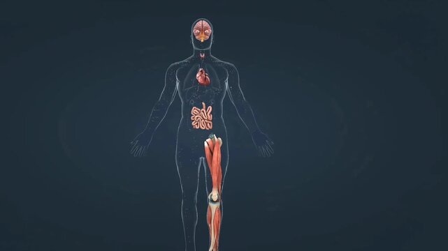 Human body metabolism