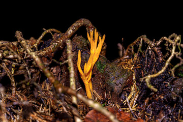 Small yellow tree mushroom in the forest.