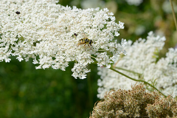 Schwebfliegen, Totenkopfschwebfliege,  Myathropa florea