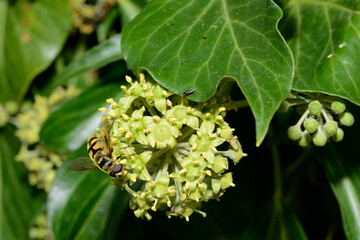 Schwebfliegen, Totenkopfschwebfliege,  Myathropa florea