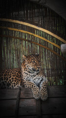 Zoo Tiere