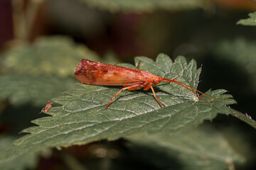 A small flying brown beetle on a green leaf.