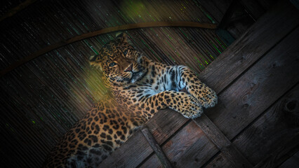 ZOO Tiere