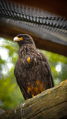 Zoo Tiere
