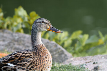 Eine Stockente im Porträt 