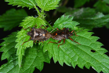 Rotbeinige Baumwanze,  Pentatoma rufipes