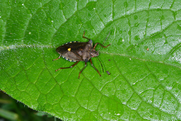 Rotbeinige Baumwanze,  Pentatoma rufipes