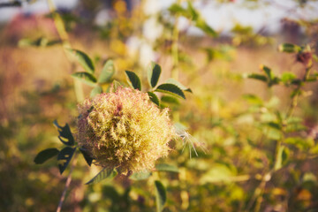  Róża dzika, Rosa canina L. © Marcin Łazarczyk