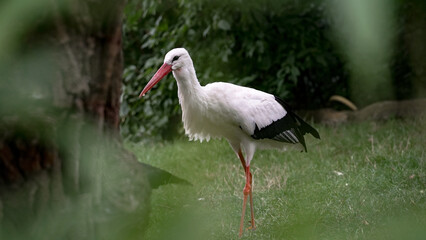 Zoo Tiere