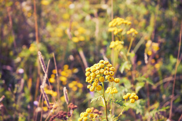 wrotycz pospolity, Tanacetum vulgare L. © Marcin Łazarczyk