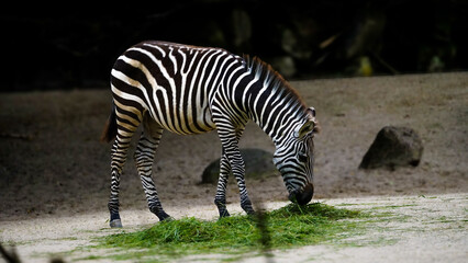 Zoo Tiere