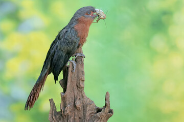 A young chestnut-breasted malkoha is preying on a grasshopper. This beautifully colored bird has the scientific name Phaenicophaeus curvirostris.