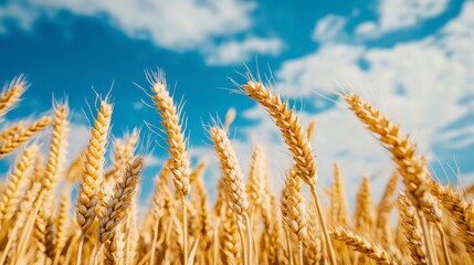 Fototapeta premium A golden wheat field under a blue sky with white clouds, creating an atmosphere of harvest and life.